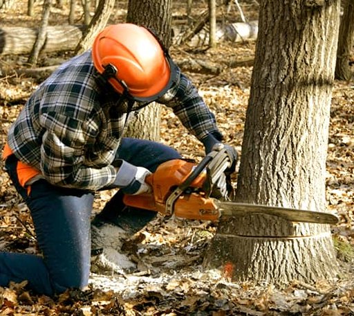 Tree Removal in Thornton, PA